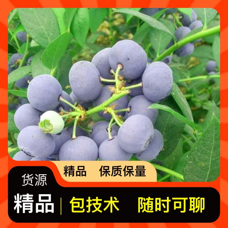 原产地基地蓝莓苗精品无病虫害随时有货