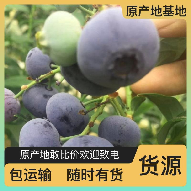 蓝莓地栽苗