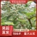 蓝莓地栽苗