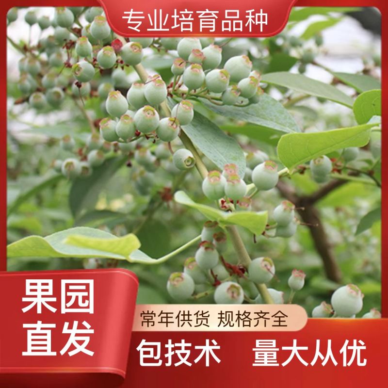 蓝莓地栽苗