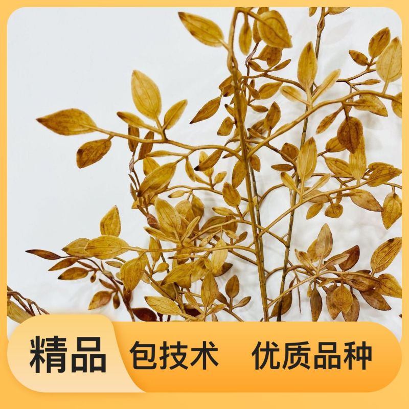 24小时在线服务南天竹四季常青量大优惠