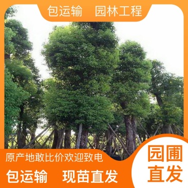 5分香樟树
