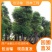 5分香樟树