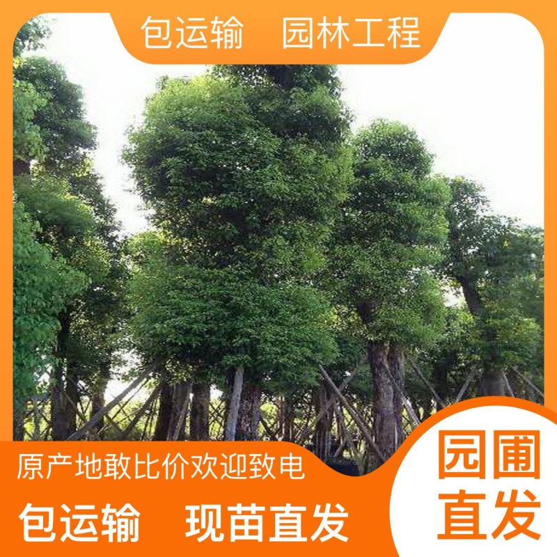 5分香樟树