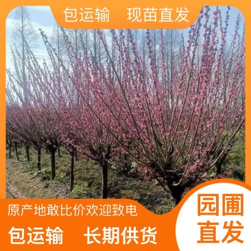 量大从优成活率高园圃直发樟树