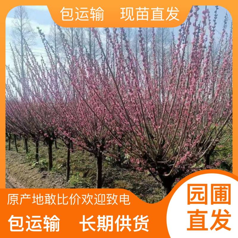 量大从优成活率高园圃直发樟树