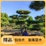 量大从优高成活率园圃直发松树