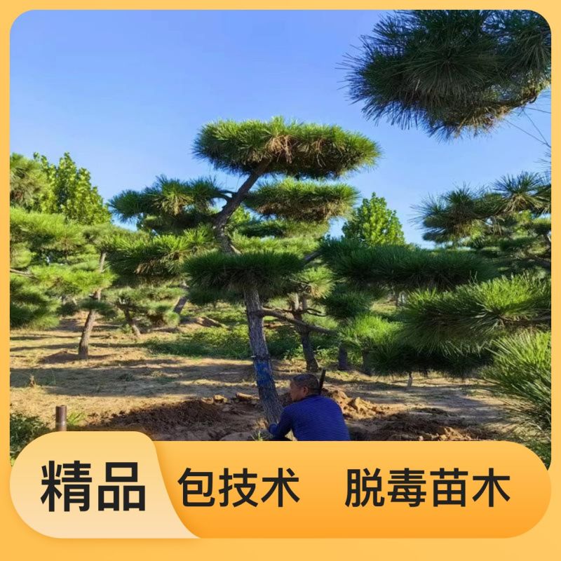 量大从优高成活率园圃直发松树
