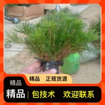 园圃直发松树规格齐全欢迎联系