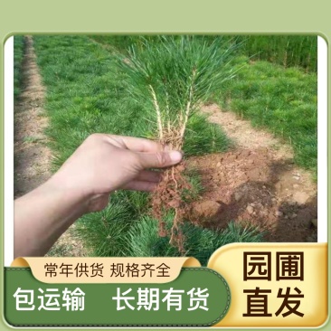 松树量大从优量大从优成活率高