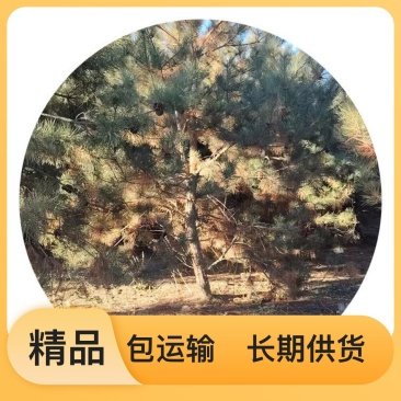 专业培育品种松树货源充足下单秒发
