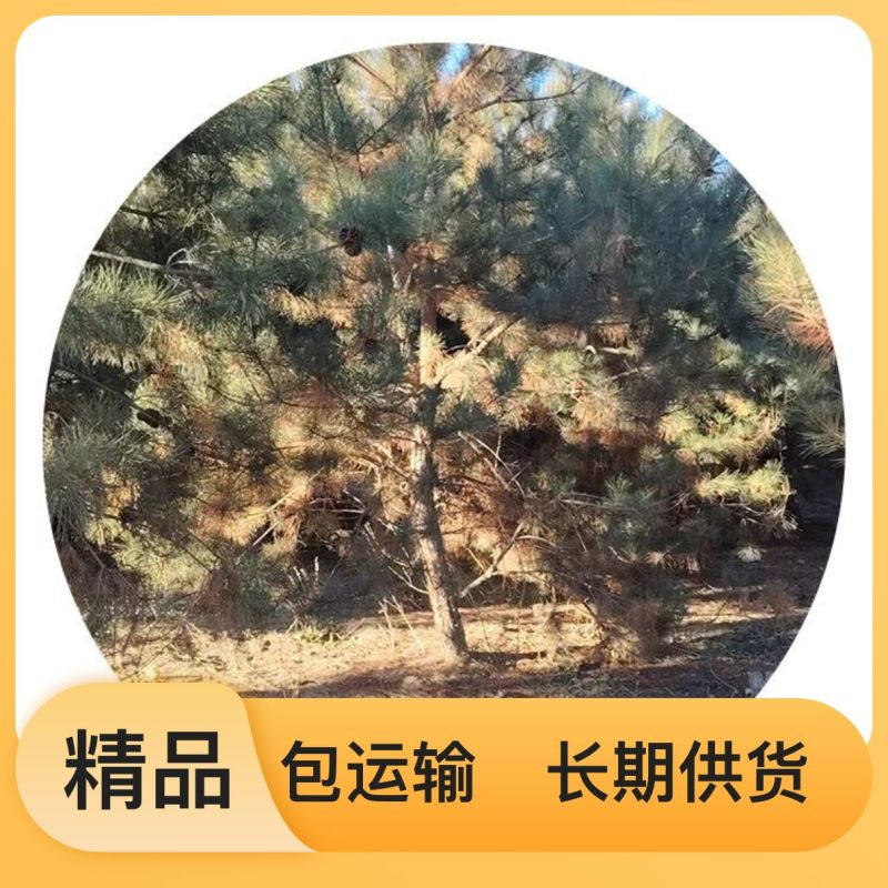 专业培育品种松树货源充足下单秒发