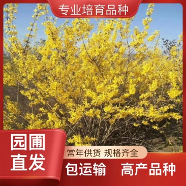 松树规格齐全现货秒发订多包送