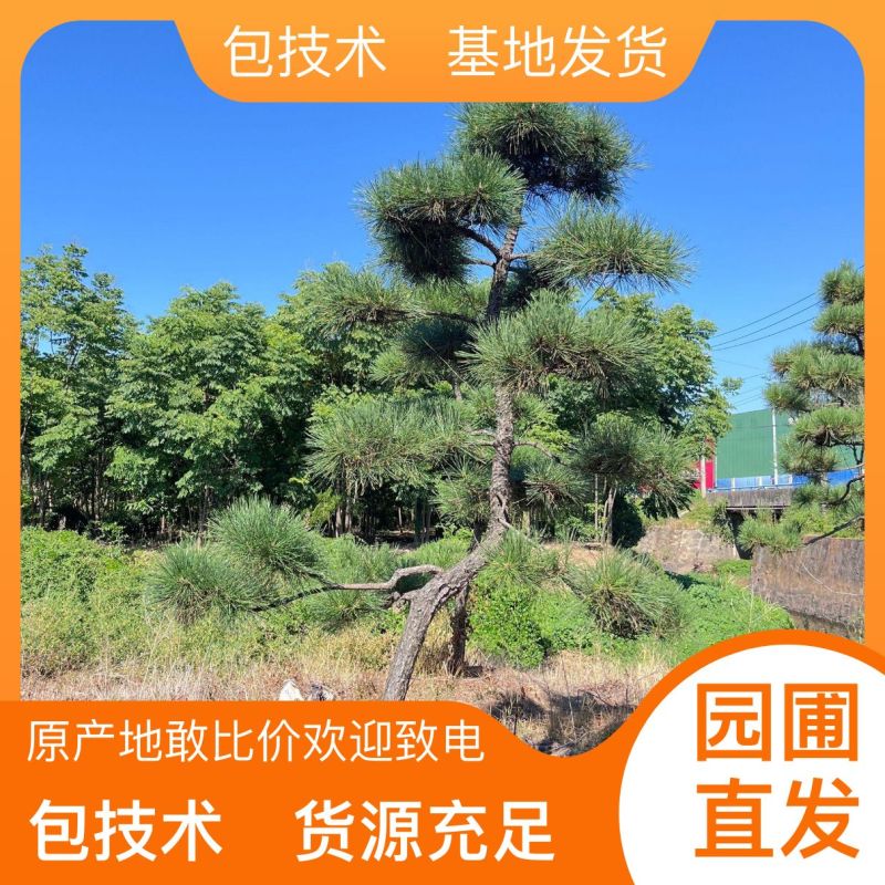 自产自销松树规格齐全24小时在线服务