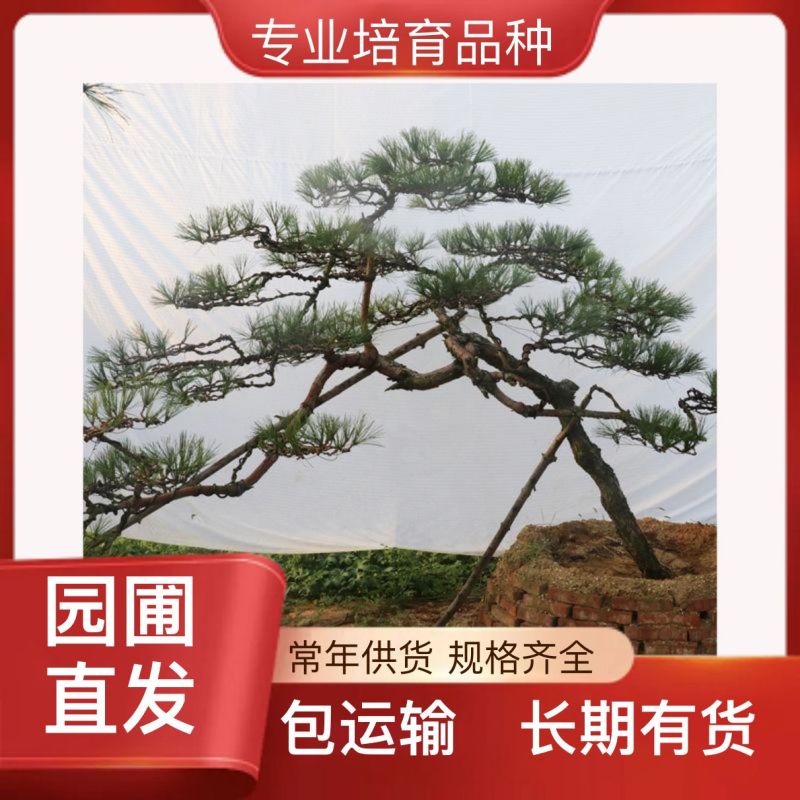 耐寒耐贫松树四季常青量大优惠
