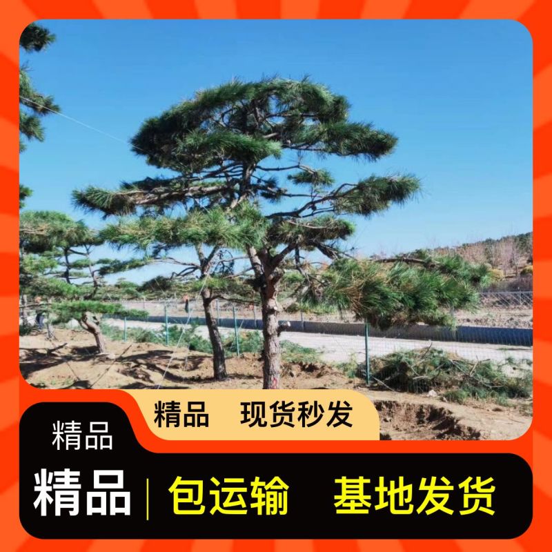 保湿发货松树提供技术服务24小时在线服务