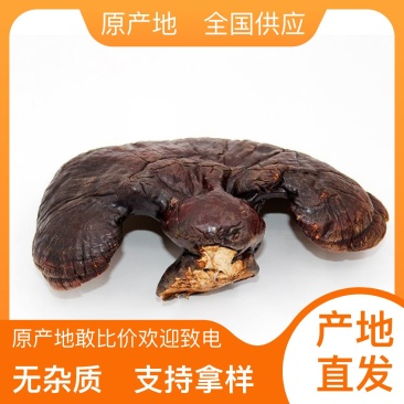 灵芝