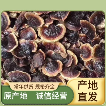 灵芝