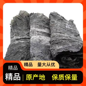 鲜活海带海鲜长期供应物流包邮