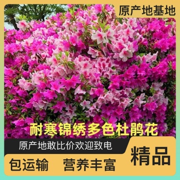 自产自销杜鹃园圃直发长期供应