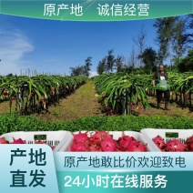 正品保障火龙果营养多汁