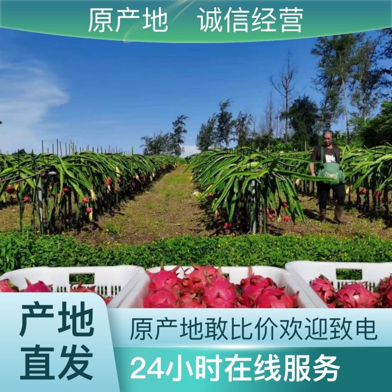 正宗火龙果产地直发