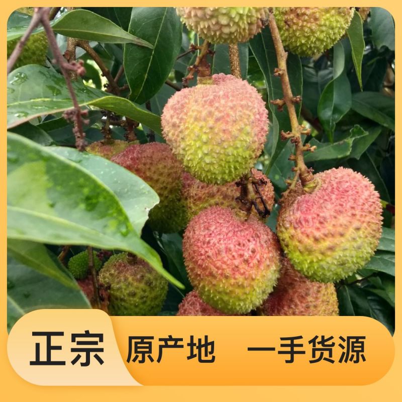 应季荔枝长期供应