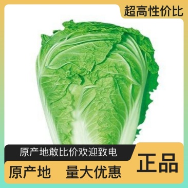 应季白菜现货秒发超高性价比欢迎联系