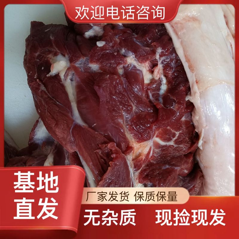农家散养马肉全国供应超高性价比