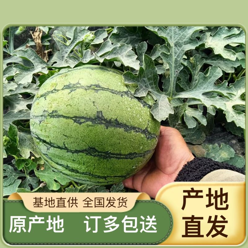应季西瓜量大优惠