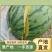 西瓜长期供货量大优惠