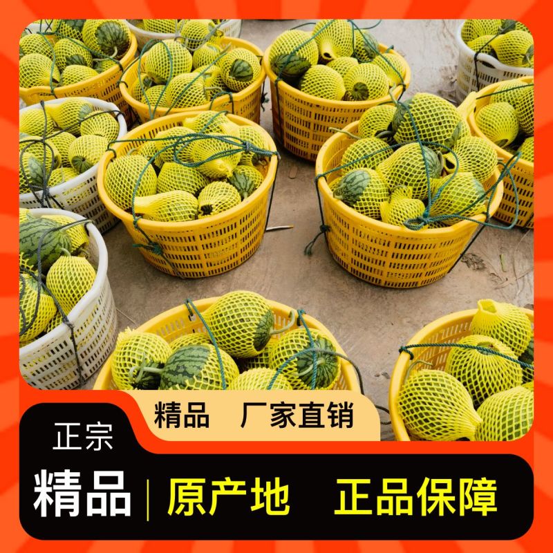 正宗西瓜一手货源量大从优