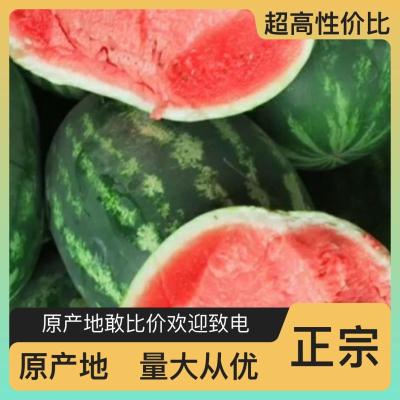 精品西瓜随时有货