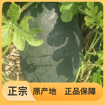 产地直发营养多汁西瓜