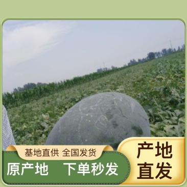 西瓜规格齐全量大从优