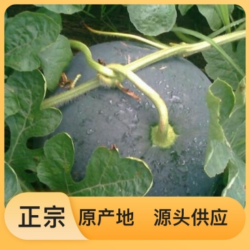 营养多汁西瓜一件代发24小时在线服务