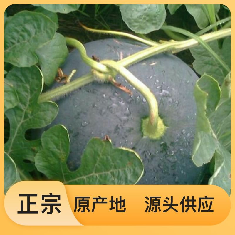 营养多汁西瓜一件代发24小时在线服务