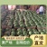 随时有货西瓜最新日期