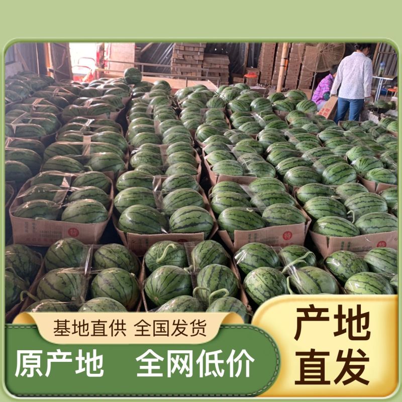 随时有货西瓜最新日期