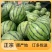 自家工厂西瓜量大优惠