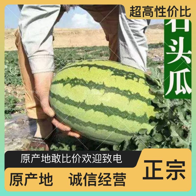 正宗西瓜现货秒发