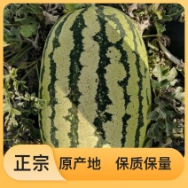 甜王西瓜，850元一吨上车价