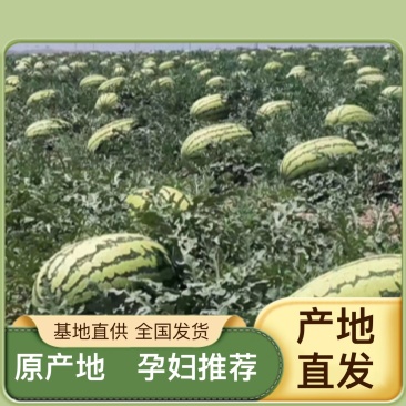 北海甜王西瓜一个月后的好货