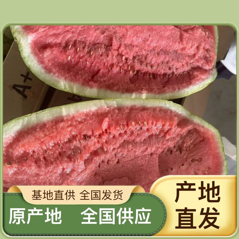 精品西瓜随时有货