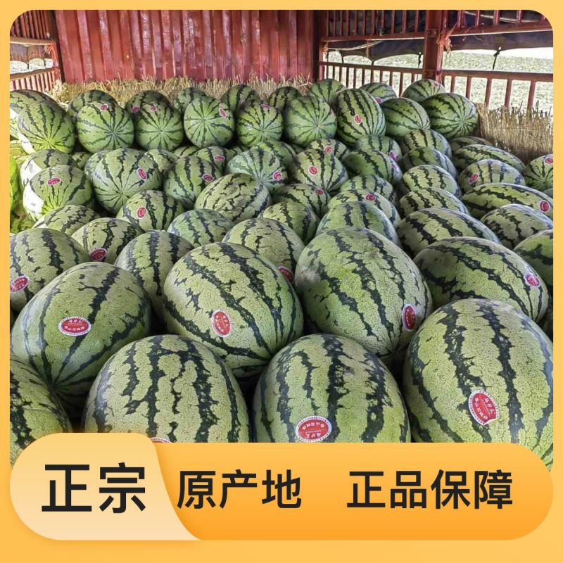 产地直发应季西瓜量大从优