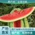 西瓜最新日期全国包邮量大从优