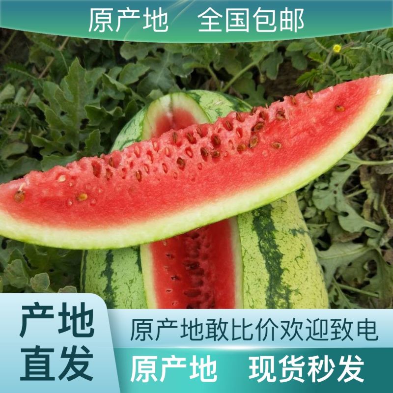 西瓜最新日期全国包邮量大从优
