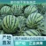 产地直发甜度高西瓜