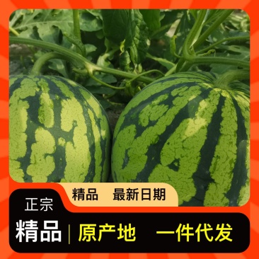 规格齐全西瓜全国包邮