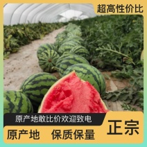 西瓜长远供应源头供应